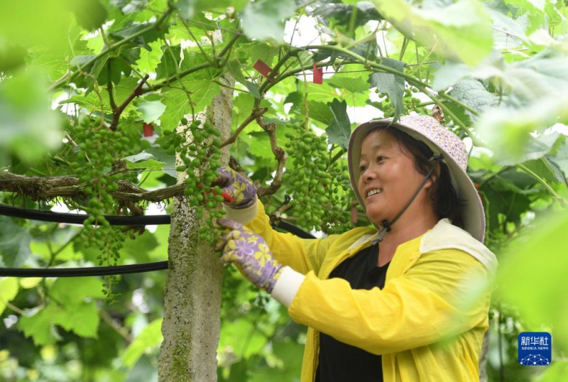 5月6日，在廣西東蘭縣武篆鎮東里村葡萄園，村民在管護葡萄。