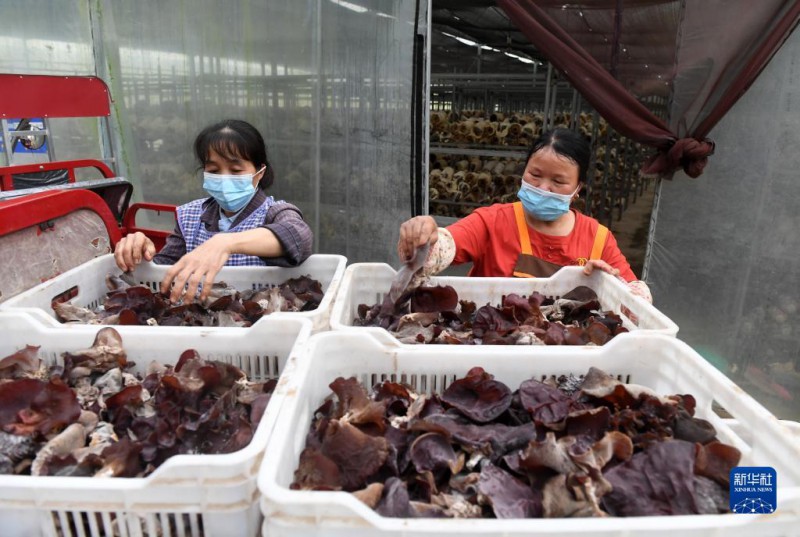 5月6日，在廣西東蘭貴隆生態農業科技有限公司食用菌產業園，工人分揀剛采摘的食用菌。