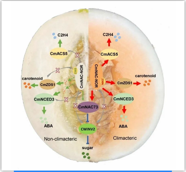 圖2. CmNAC-NOR自然變異位點調(diào)控呼吸躍變甜瓜及非呼吸躍變甜瓜果實成熟模式圖