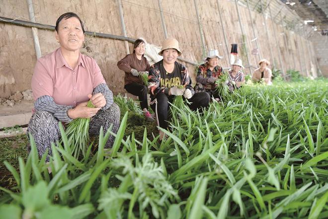 7月5日，在青?；萏镛r業種植基地內，農戶收割蔬菜。攝影：鄧建青